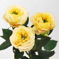 Rosa Lemon Ranuncula